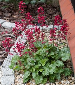 A Heuchera plant with green, ruffled leaves and tall stems of small red flowers grows in a garden bed bordered by rocks and bark chippings.