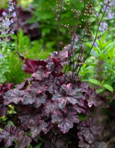 A cluster of dark red and purple Heuchera leaves with tall flowering stalks, surrounded by green foliage and small purple flowers in a garden setting.