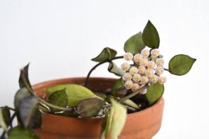 Hoya 'Krohniana' 5" (Hanging Basket)