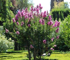 Lagerstroemia 'Pink' Crepe Myrtle 6" Pot