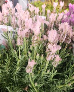 Lavender 'Fairy Wings Whimsical'