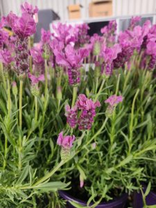 Lavandula Lavinnova®'The Princess' Lavender