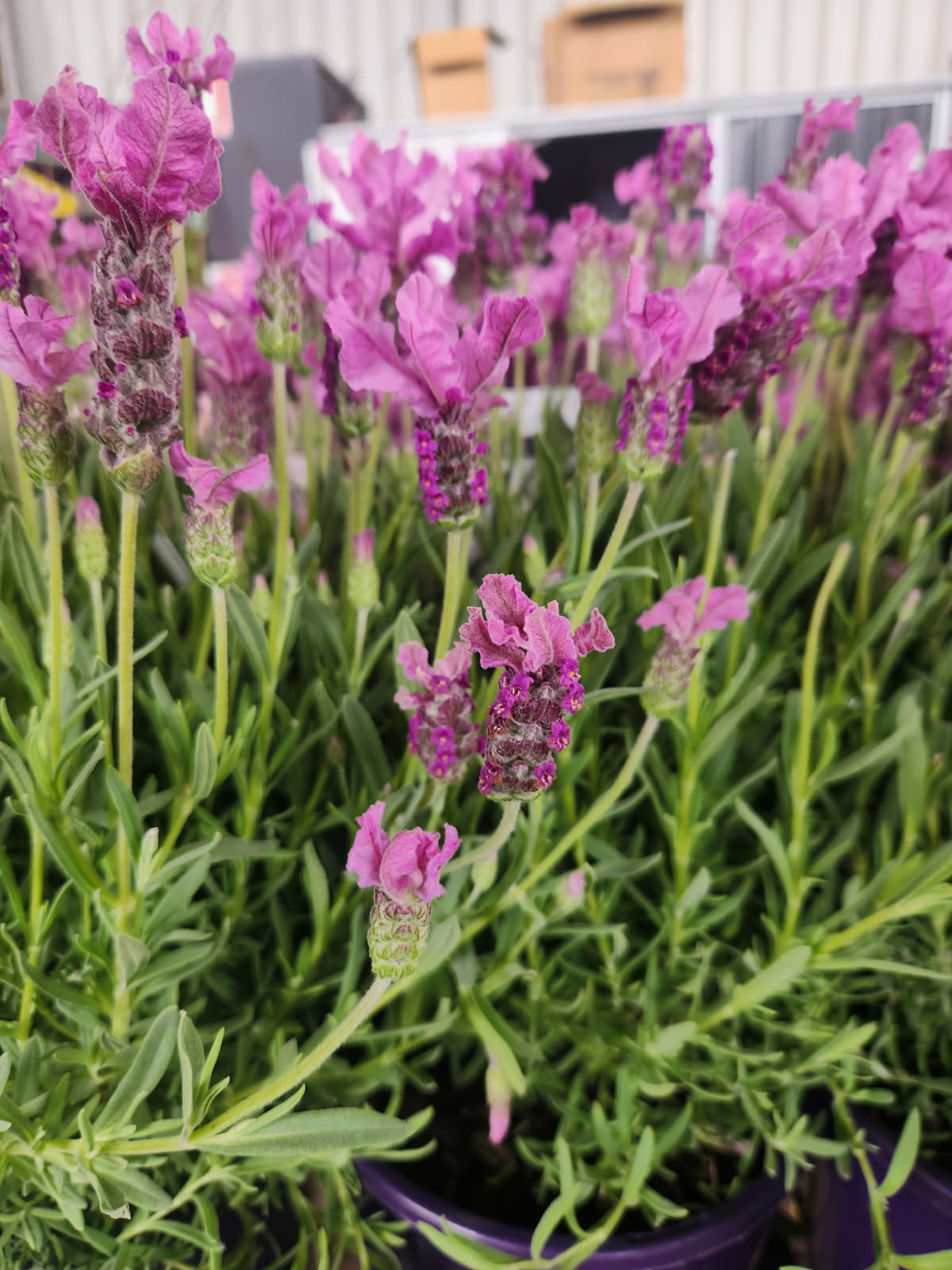 Lavandula Lavinnova®'The Princess' Lavender