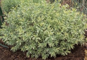 Lavandula 'Meerlo' Lavender
