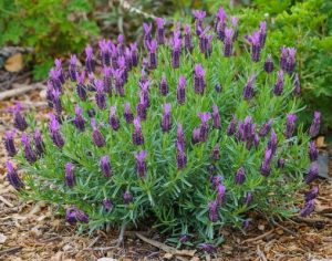 Lavandula Lavinnova®'The King' Lavender 8" Pot