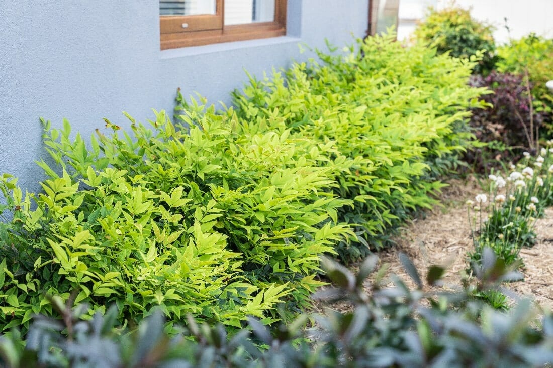 Small Shrubs (up to 50cm)