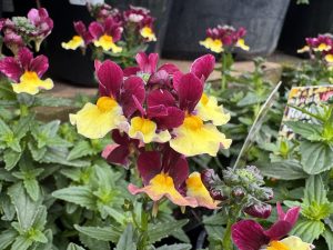 Close-up of Nemesia 'Bubblegum' 6" Pot showing vibrant deep red and yellow flowers, lush green leaves, and more blooms in the background.