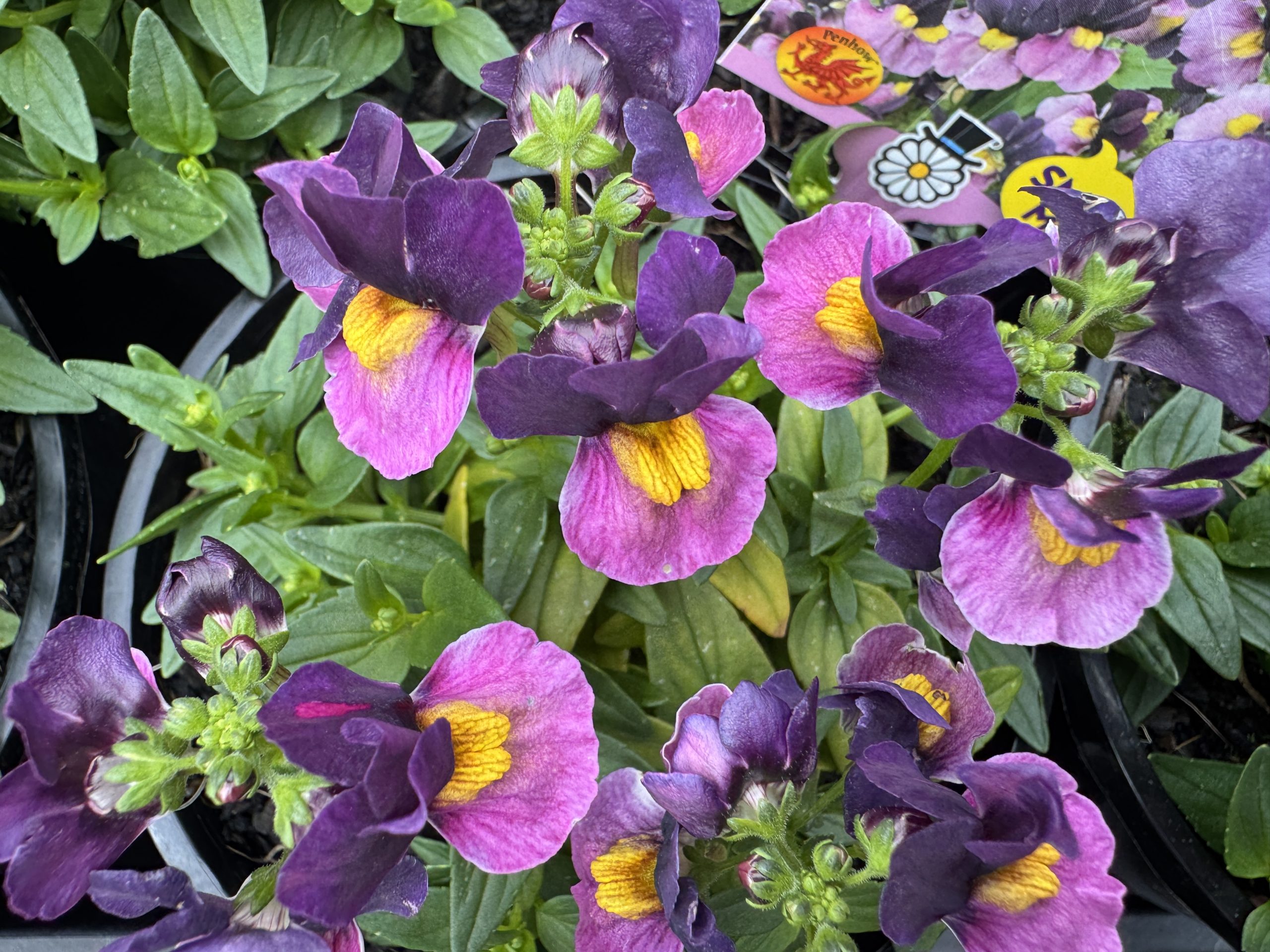 Nemesia 'Bubblegum' 15cm Pot features purple and pink flowers with yellow centres among green leaves in black pots, with plant tags visible.