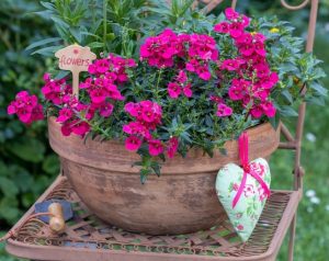Nemesia 'Burgundy' 6" Pot