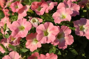 Petunia 'Coral Delight' 10" (Hanging Basket)