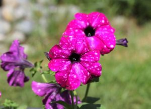 Two bright purple petunia flowers with white speckles are in focus, set against a blurred green background.