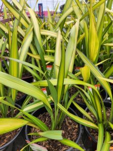 Phormium 'Yellow Wave' Flax 8" Pot