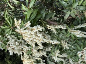 Pieris 'Lily of the Valley Shrub' 8" Pot