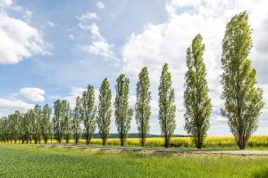 Populus 'Simon's Poplar'