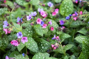 Pulmonaria 'Diana Clare' 5" Pot