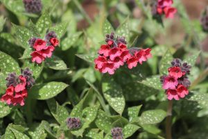 Pulmonaria 'Shrimps on the Barbie' 5" Pot