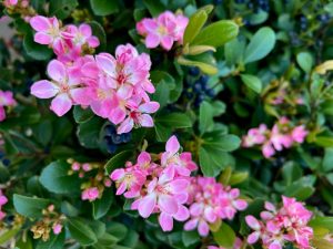 Rhaphiolepis 'Pink Punch' Indian Hawthorn 8" Pot