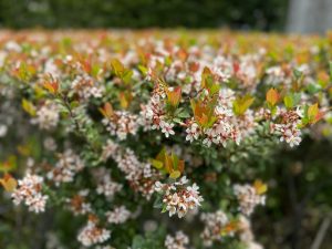 Rhaphiolepis 'Dwarf Indian Hawthorn' 6" Pot