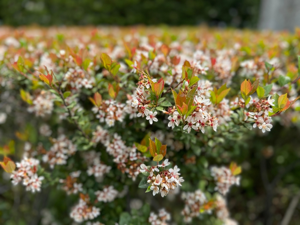 Rhaphiolepis 'Dwarf Indian Hawthorn' 6" Pot