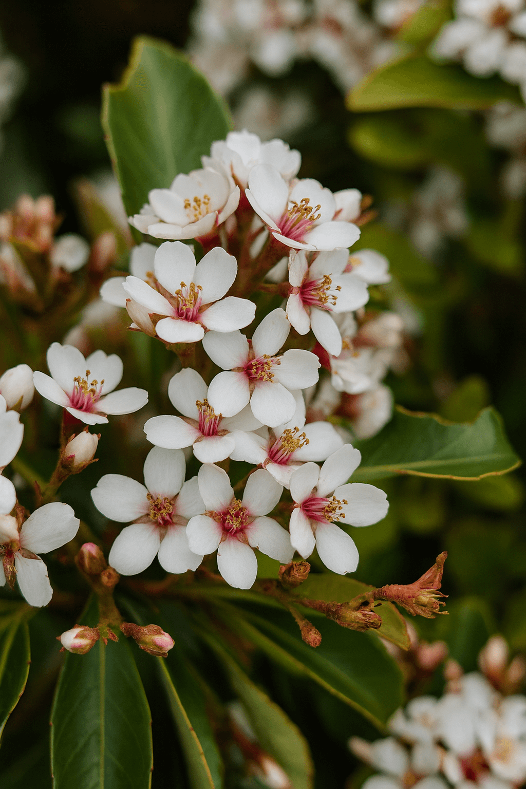 Rhaphiolepis 'Dwarf Indian Hawthorn' in a 15cm pot features clusters of small white flowers with pink centres and yellow stamens, set against green leaves—now available during our Growers Flash Sale!.