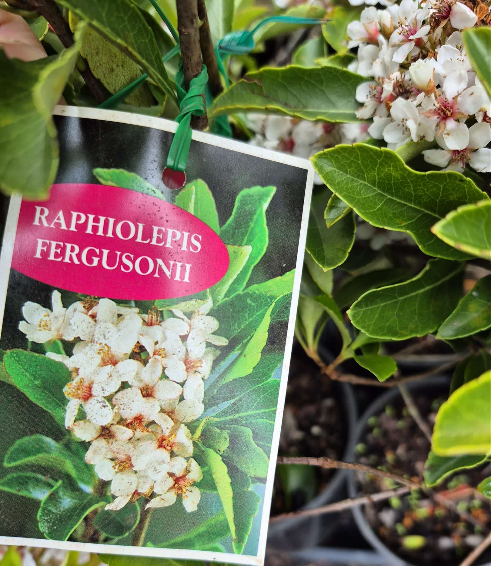 A Rhaphiolepis 'Dwarf Indian Hawthorn' in a 15cm pot from the Growers Flash Sale, pictured with a tag featuring white flower clusters and green leaves beside the actual plant showing matching blossoms and foliage.