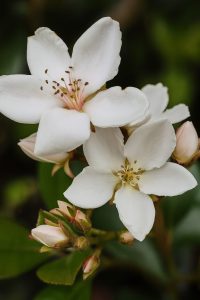 Close-up of white flowers with visible stamens and pink buds on Rhaphiolepis 'Dwarf Indian Hawthorn', 15cm Pot—now featured in our Growers Flash Sale! Blurred green background enhances the display.