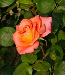 A single orange-pink rose in full bloom, surrounded by green leaves in bright sunlight.