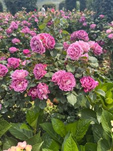 Rose 'Fairy Godmother' Bush Form