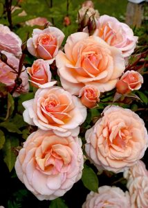 Rose 'Lionheart' Bush Form