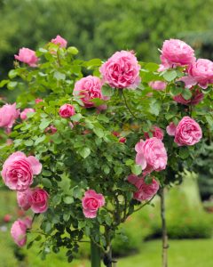 Rose 'Only You™' Bush Form