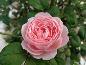 Rose 'Per-Fyoom' Bush Form