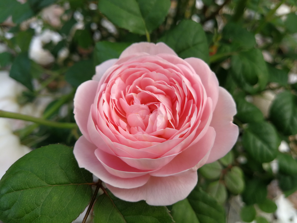 Rose 'Per-Fyoom' Bush Form