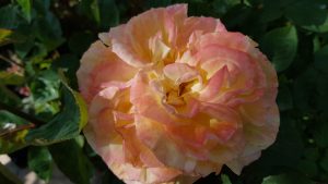 Rose 'Perfect Harmony™' Bush Form