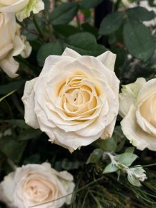 Close-up of a white rose in full bloom, surrounded by green leaves and additional white roses in the background.