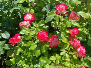 Rose 'Show Off™' Bush Form