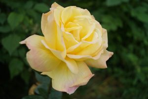 Rose 'Sunny Sky' Bush Form