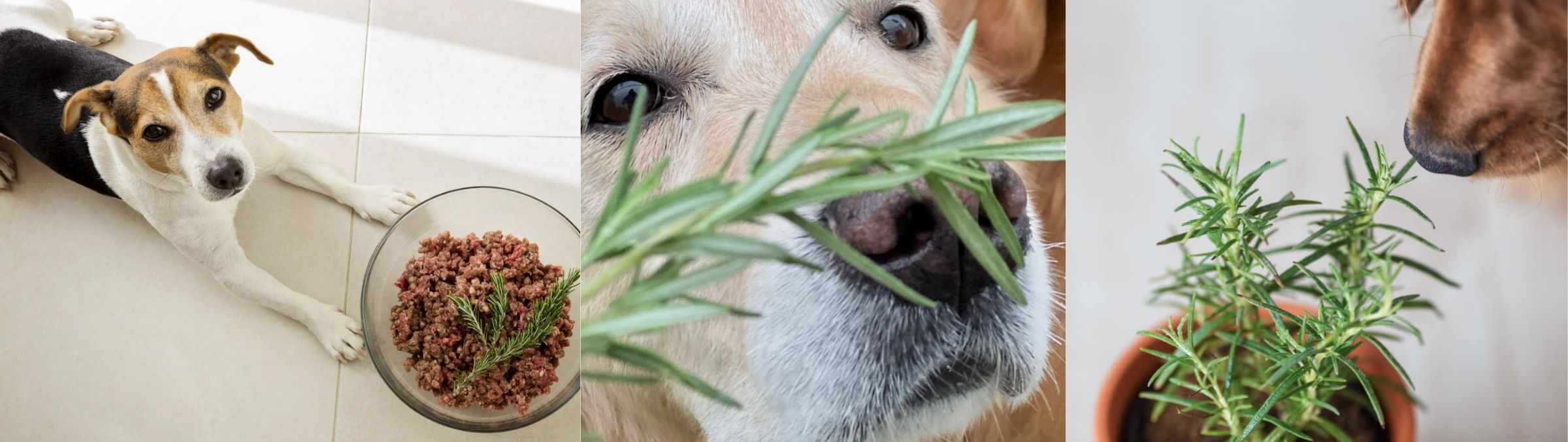 Three images: a dog with a bowl of food topped with rosemary, a dog sniffing rosemary, and a dog near potted rosemary—a great example of Dog Friendly Plants.