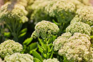 Sedum 'Iceberg' 8" Pot