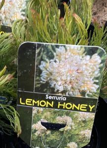 Serruria 'Lemon Honey'