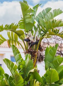 Strelitzia 'Giant Bird of Paradise'