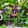 A dachshund jumps on a garden path surrounded by green plants; text reads "Top 10 Dog Friendly Plants for your garden.