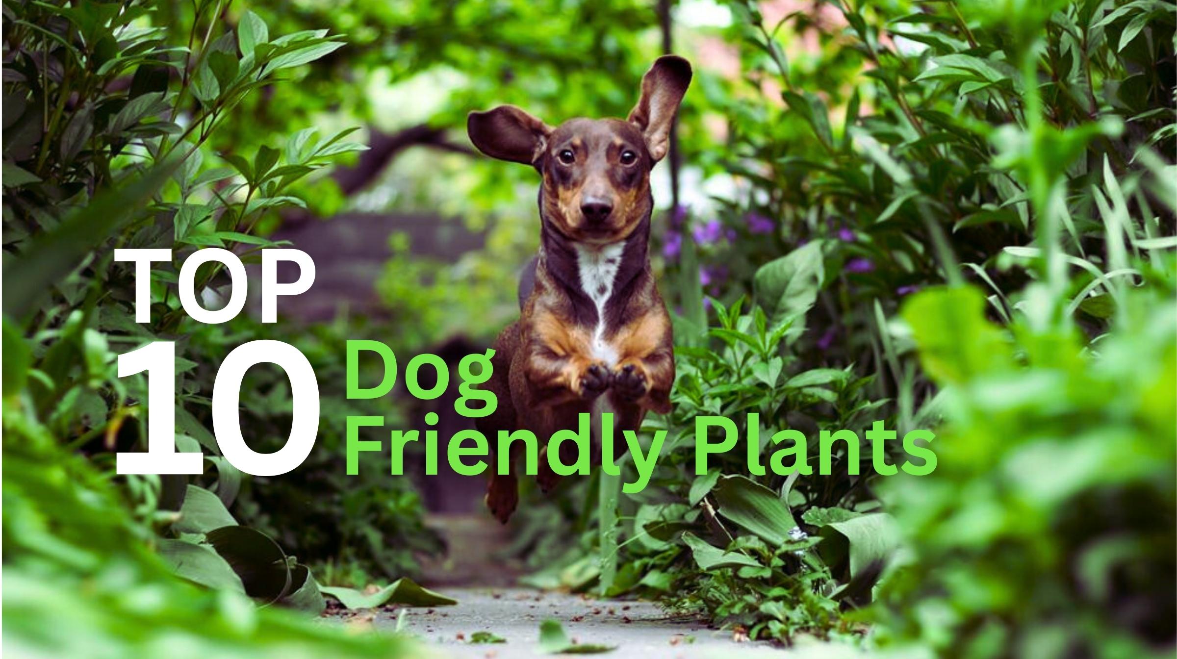 A dachshund jumps on a garden path surrounded by green plants; text reads "Top 10 Dog Friendly Plants for your garden.