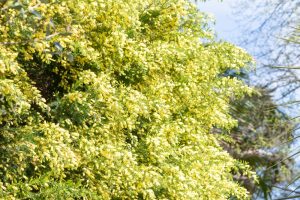 Acacia 'Prickly Moses' 6" Pot