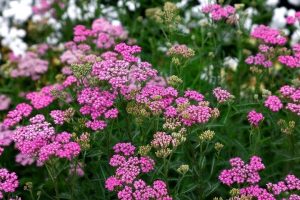 Achillea 'Cerice Queen' 4" Pot