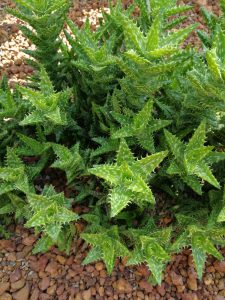 Aloe ‘Tiger Tooth Aloe’ features spiky green, pointed leaves that thrive in rocky soil. Ideal for a 10cm pot.