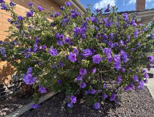 Alyogyne 'West Coast Gem'