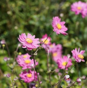 Anemone 'Pamina' 6" Pot