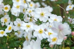 Anemone 'Snow Angel' 6" Pot