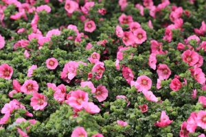 Anisodontea 'Mirembe' PBR 6" Pot