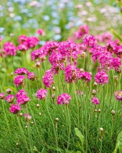 Armeria 'Ruby Petite' Sea Thrift 6" Pot